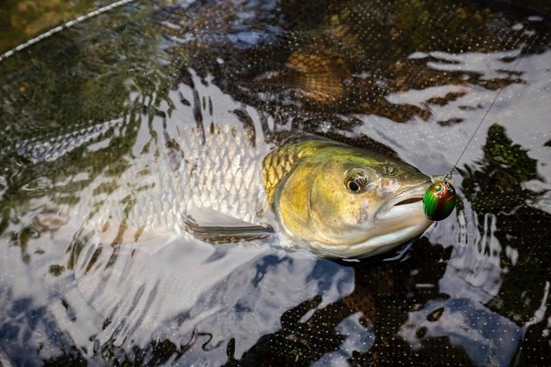 Wobler Salmo Lil`Bug 3cm - pływający - Black Bug